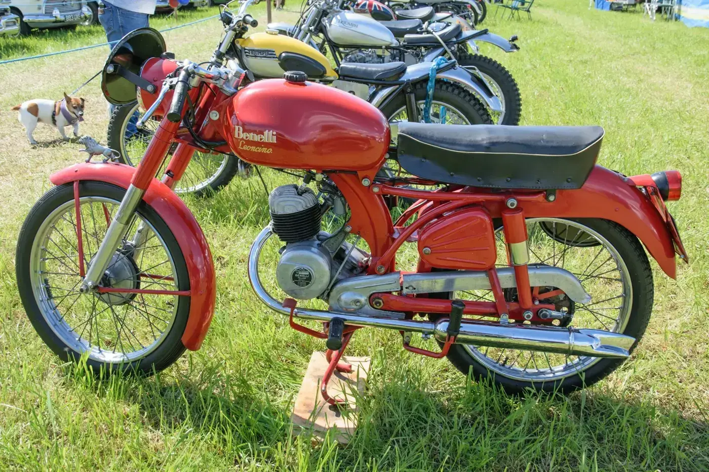 Benelli Leoncino, custom — vue extérieure